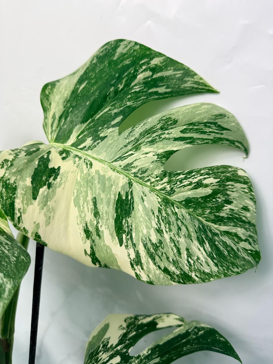 Monstera Deliciosa Albo variegata 