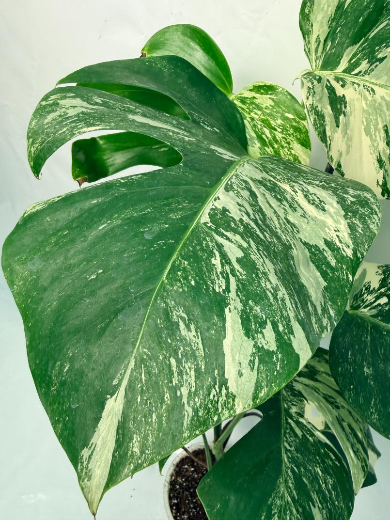 Monstera Deliciosa Albo variegata 