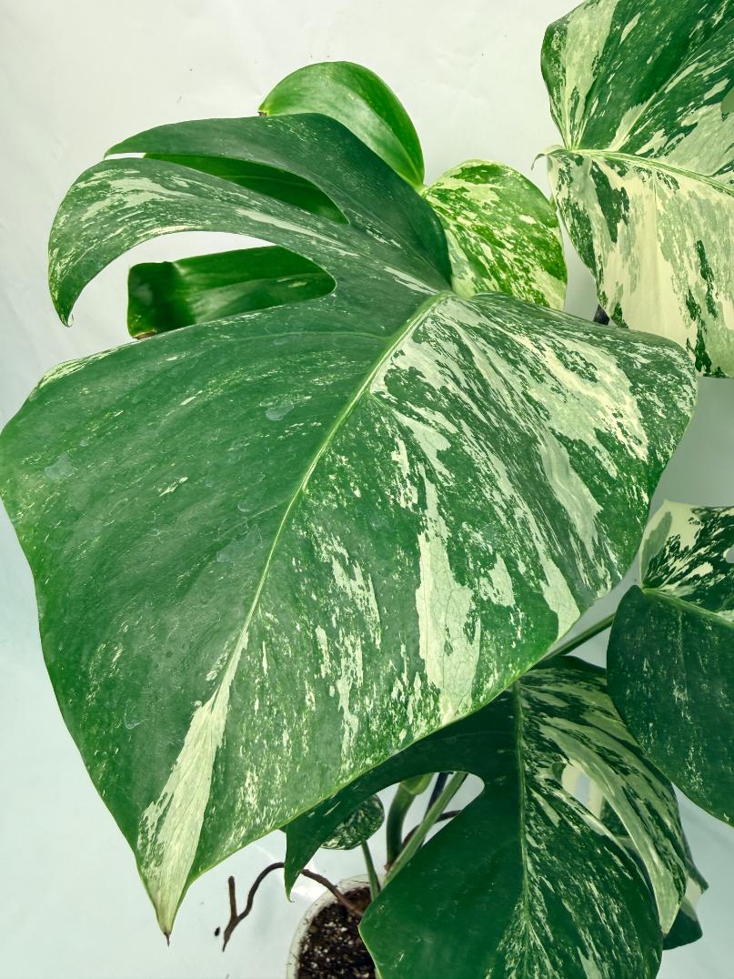 monstera deliciosa cv albovariegata Monstera Deliciosa Albo variegata