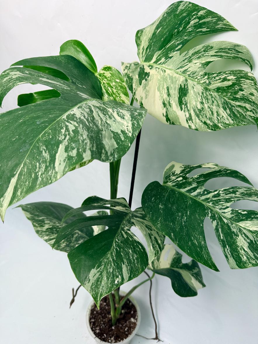 Monstera Deliciosa Albo variegata 