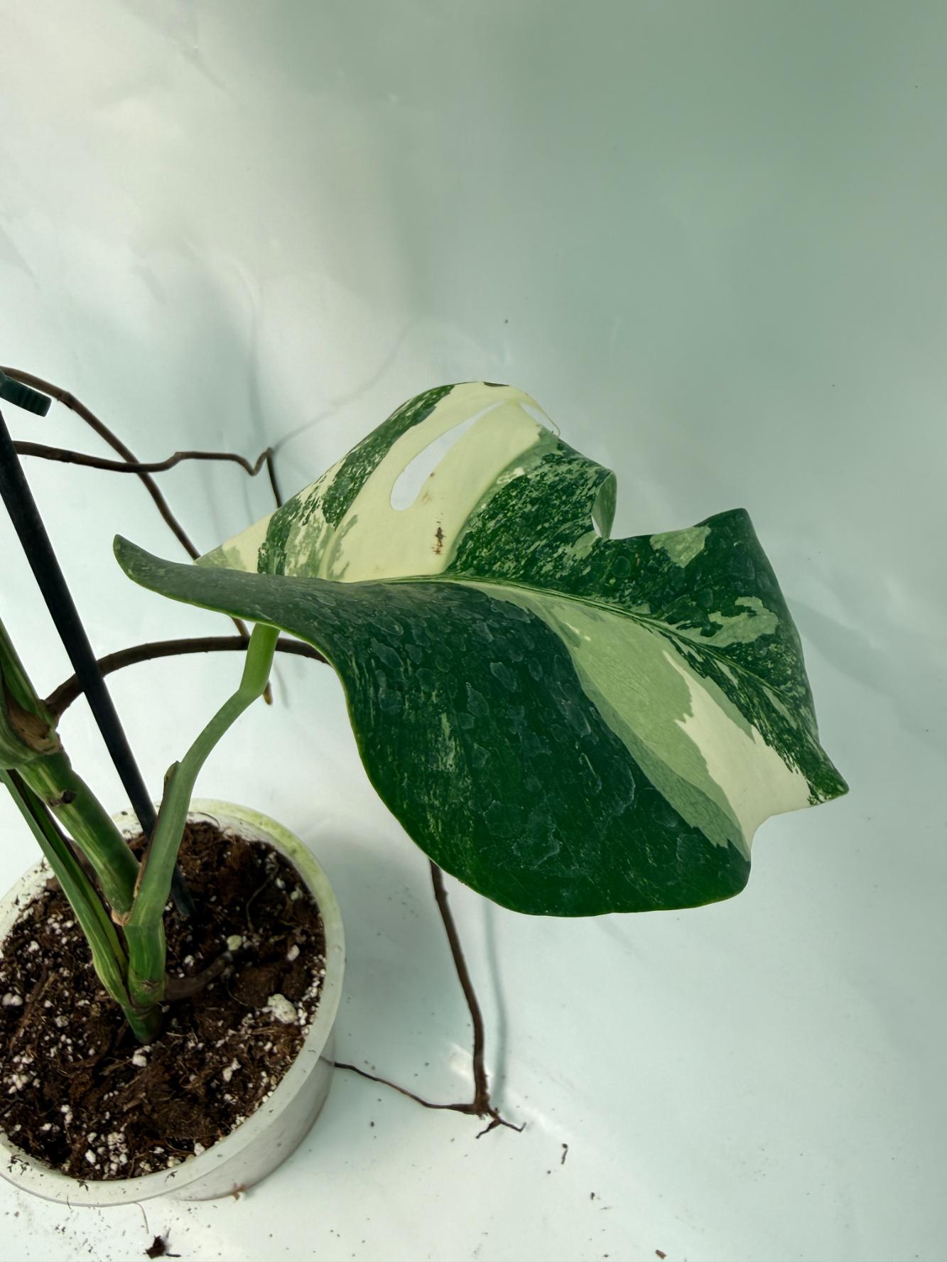 Monstera Deliciosa Albo variegata 