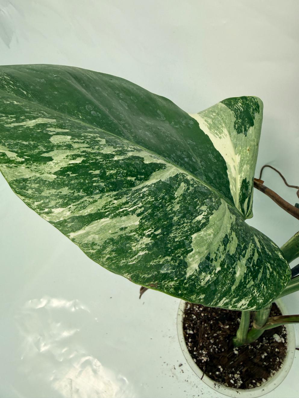 Monstera Deliciosa Albo variegata 