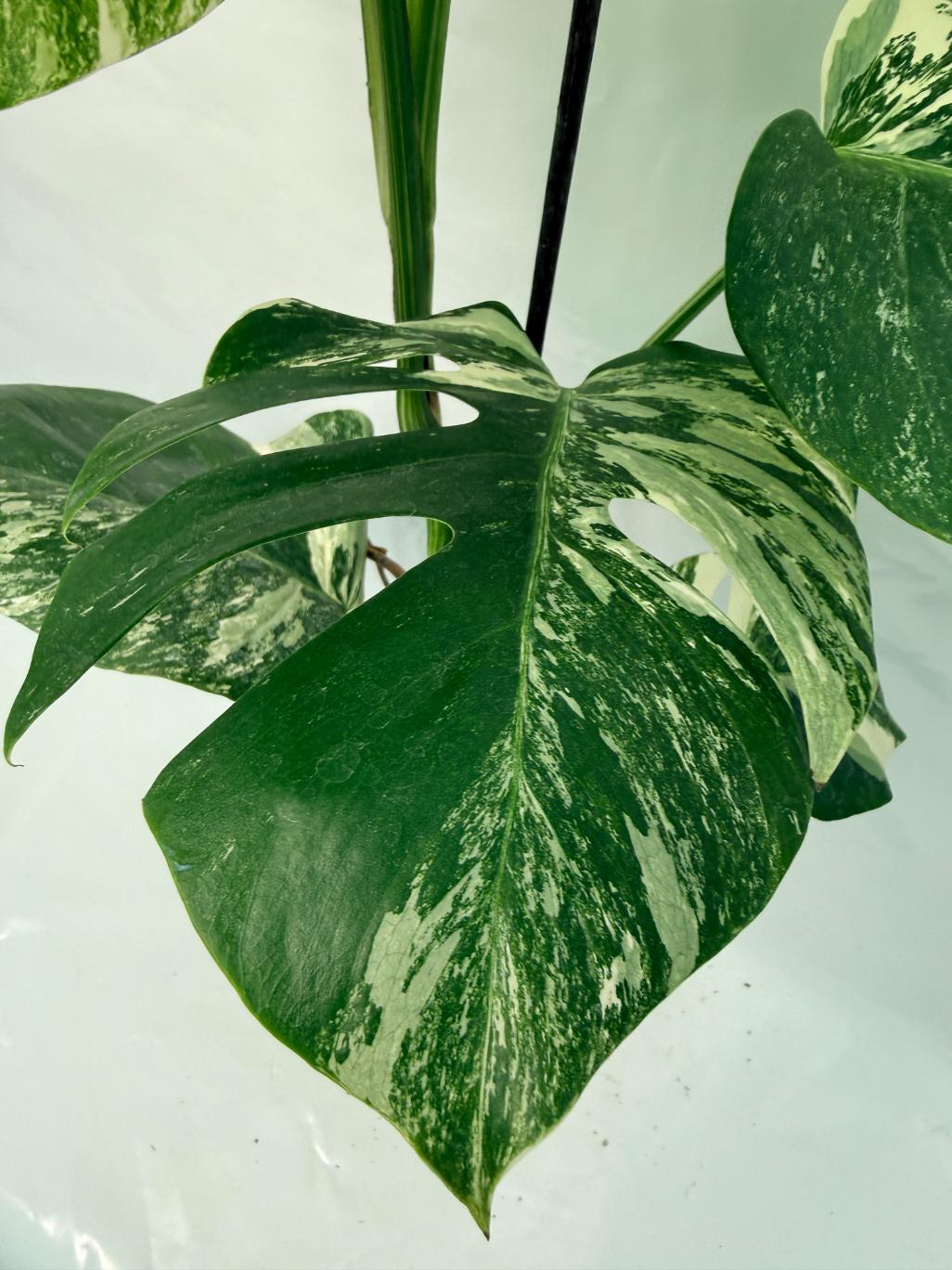 Monstera Deliciosa Albo variegata 