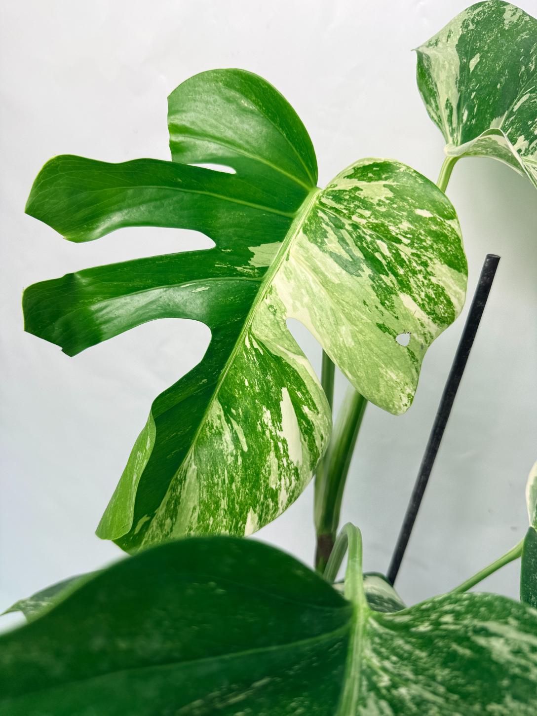 Monstera Deliciosa Albo variegata 