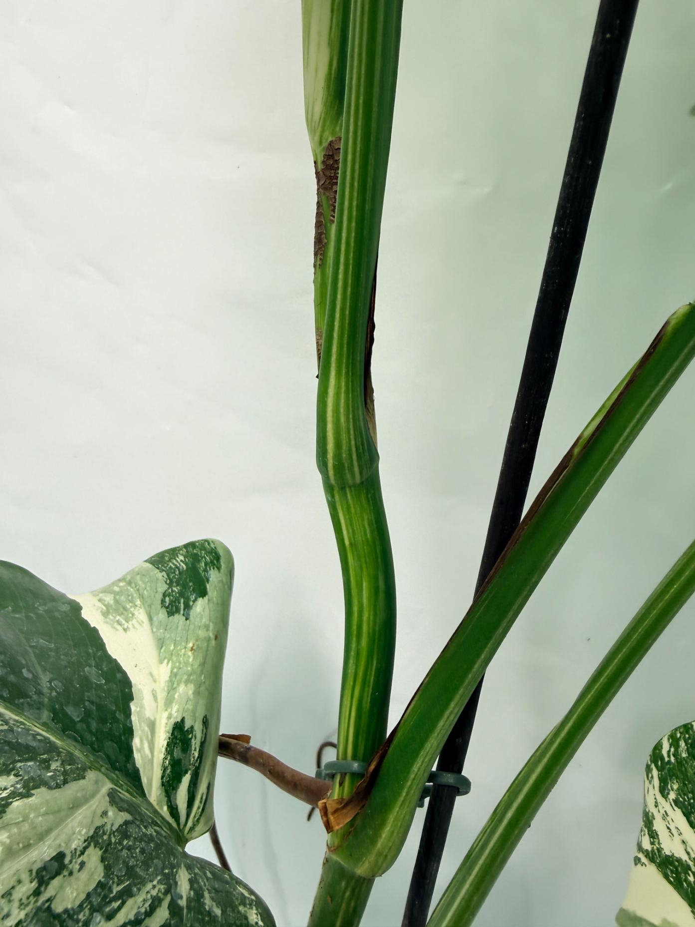 Monstera Deliciosa Albo variegata 