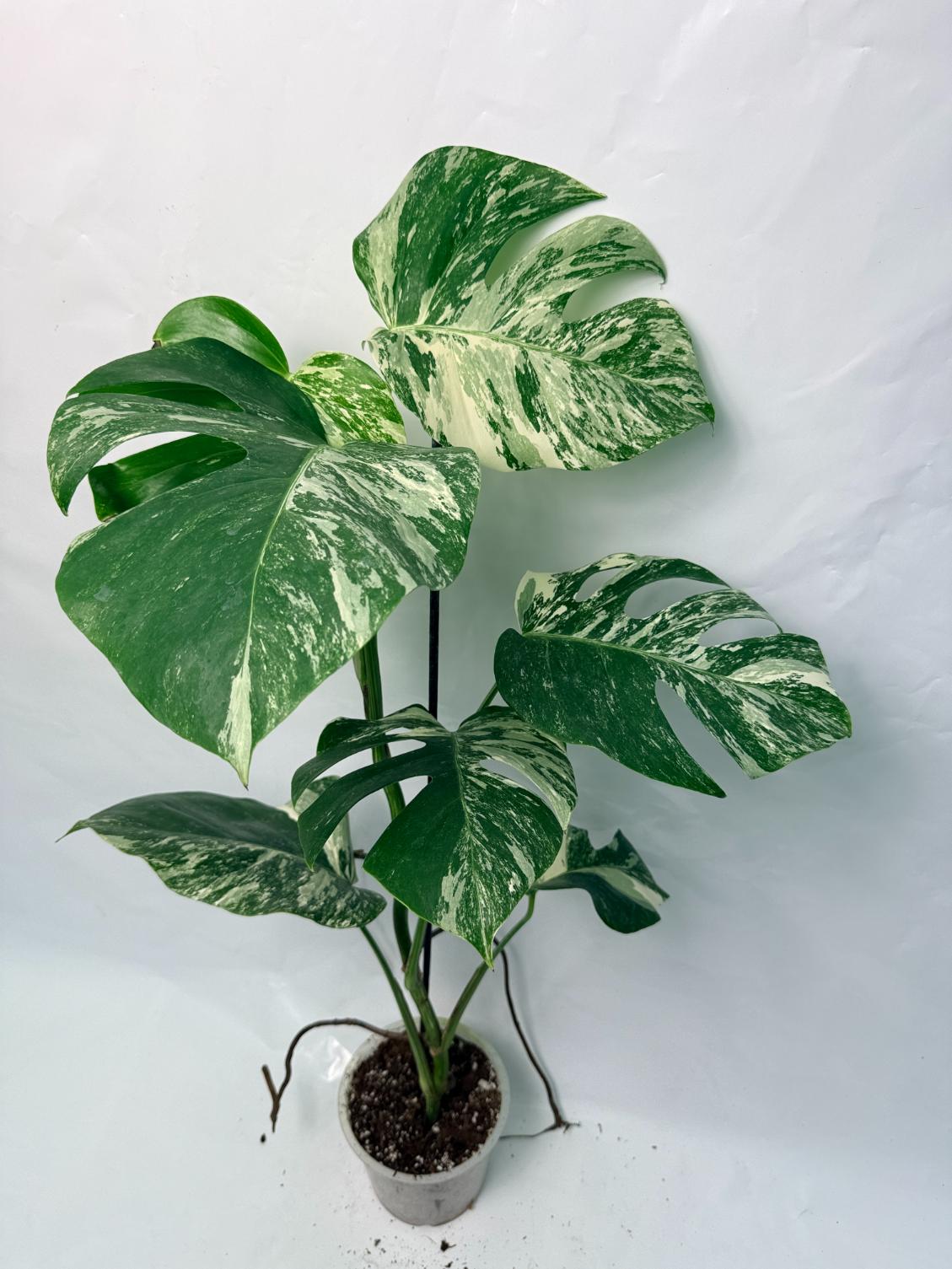 Monstera Deliciosa Albo variegata 