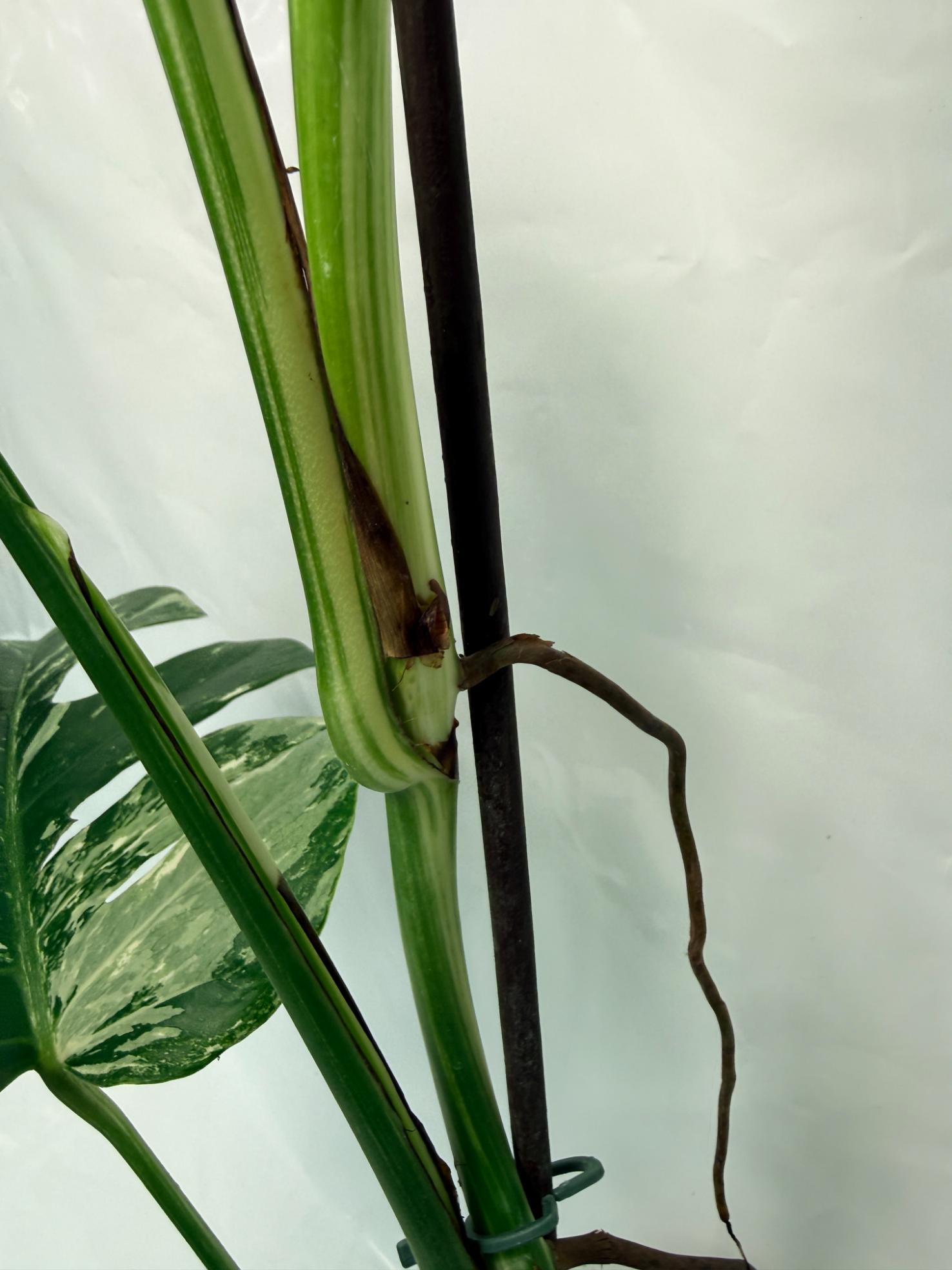 Monstera Deliciosa Albo variegata 