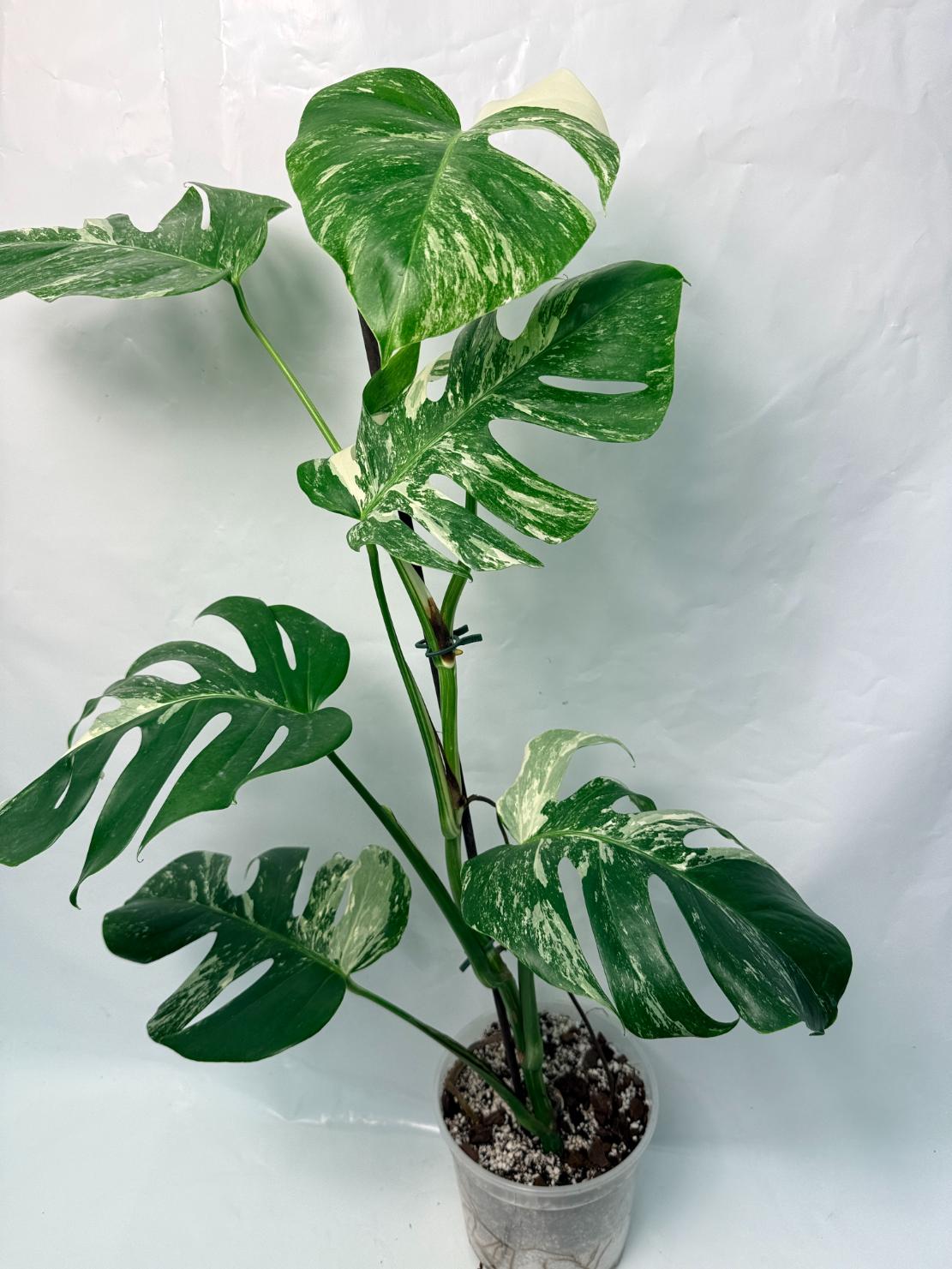 Monstera Deliciosa Albo variegata 