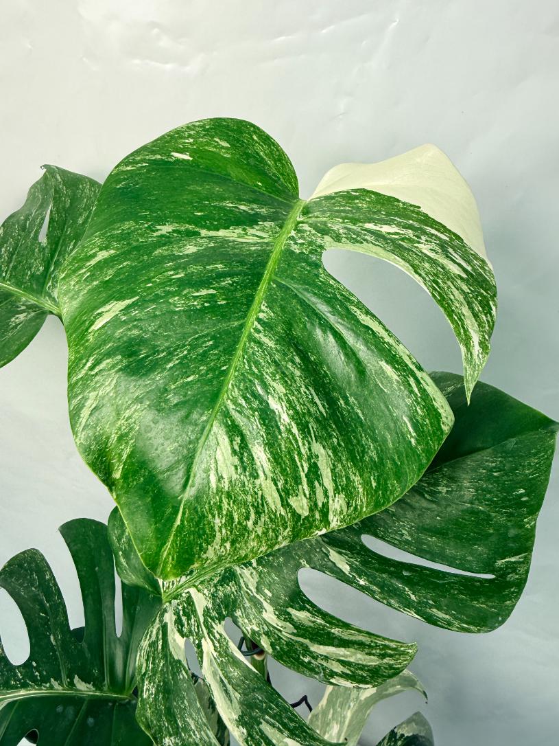 Monstera Deliciosa Albo variegata 