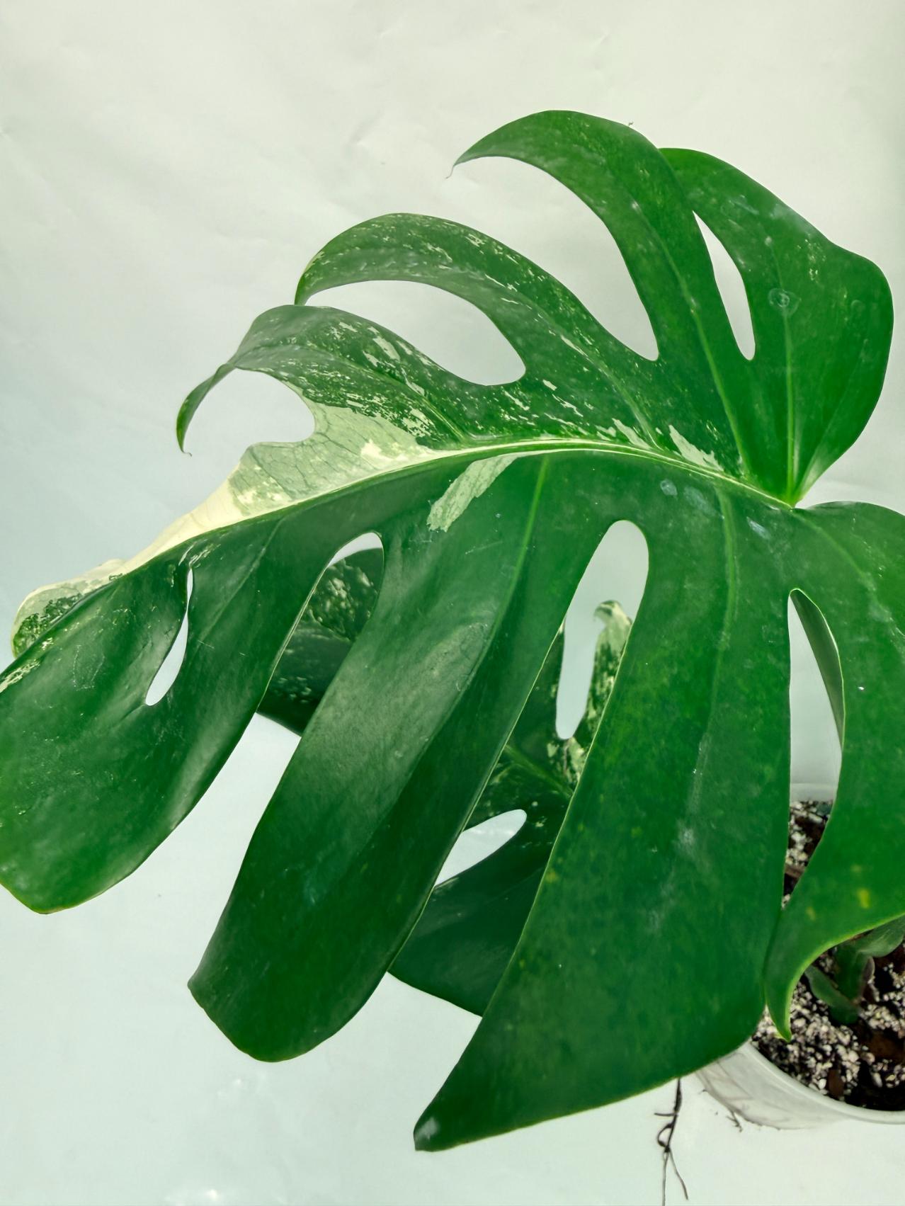 Monstera Deliciosa Albo variegata 