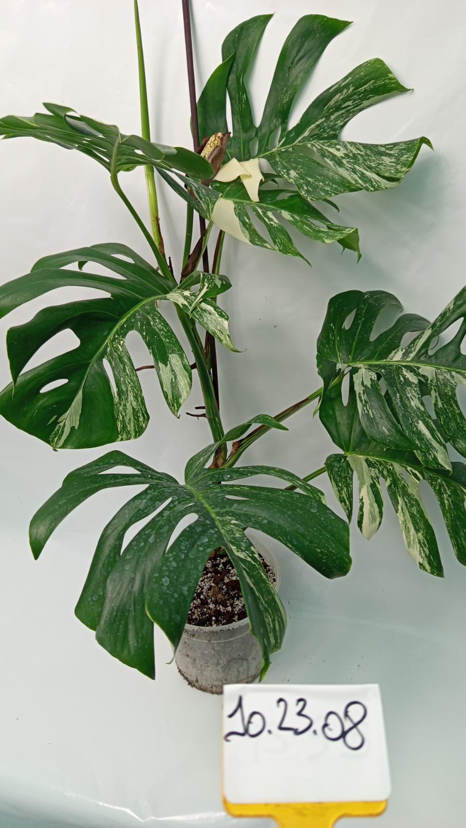 big monstera albo Monstera Deliciosa Albo variegata XXL with FRUIT