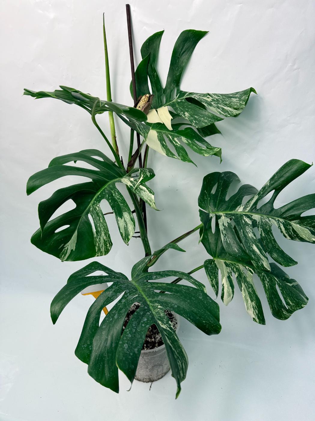 Monstera Deliciosa Albo variegata 