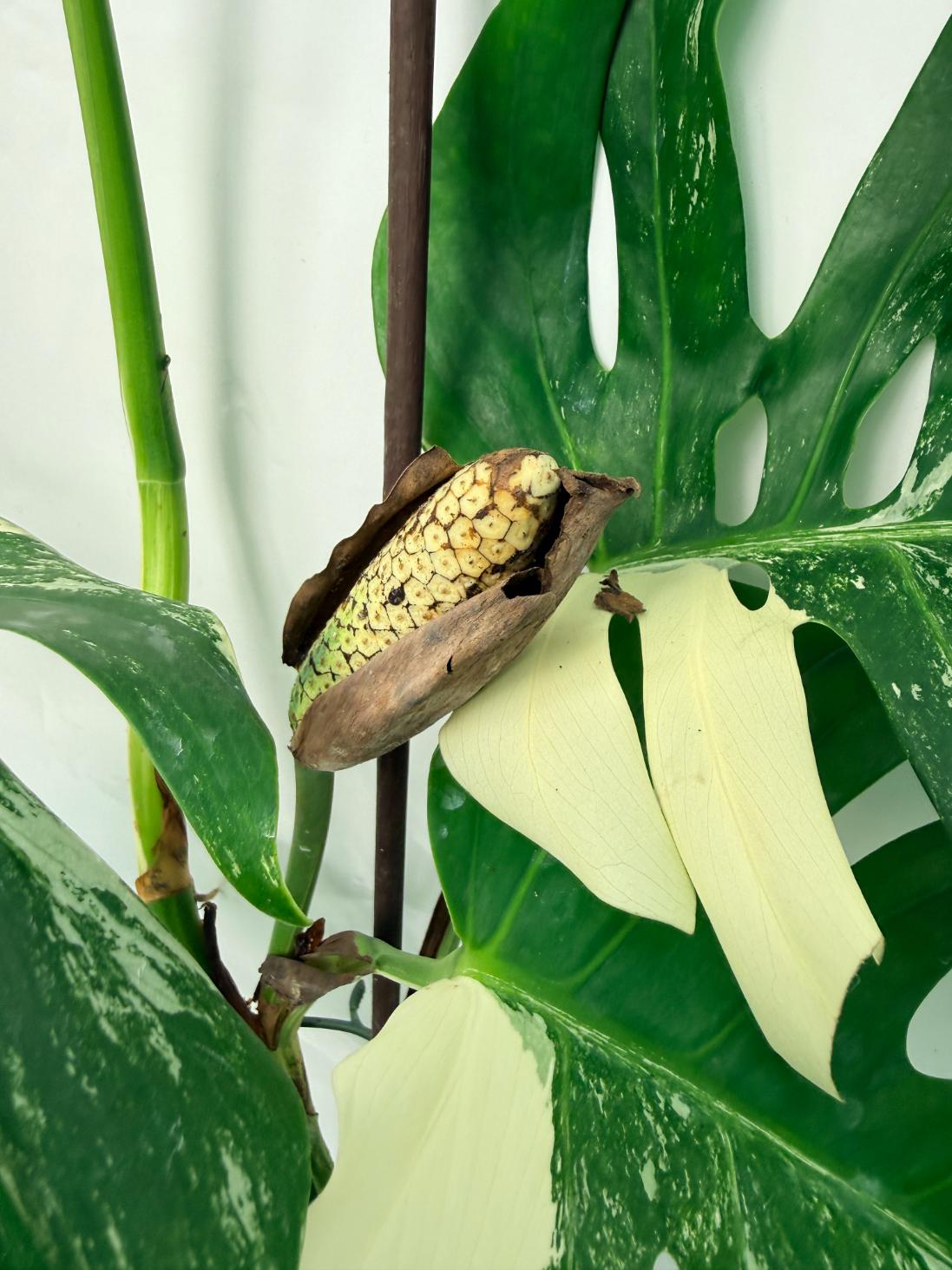 vigoro monstera deliciosa Monstera Deliciosa Albo variegata XXL with FRUIT