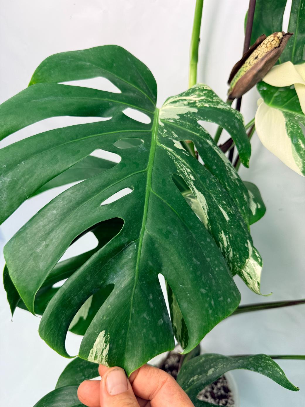 monstera deliciosa xxl philodendron 150cm Monstera Deliciosa Albo variegata XXL with FRUIT