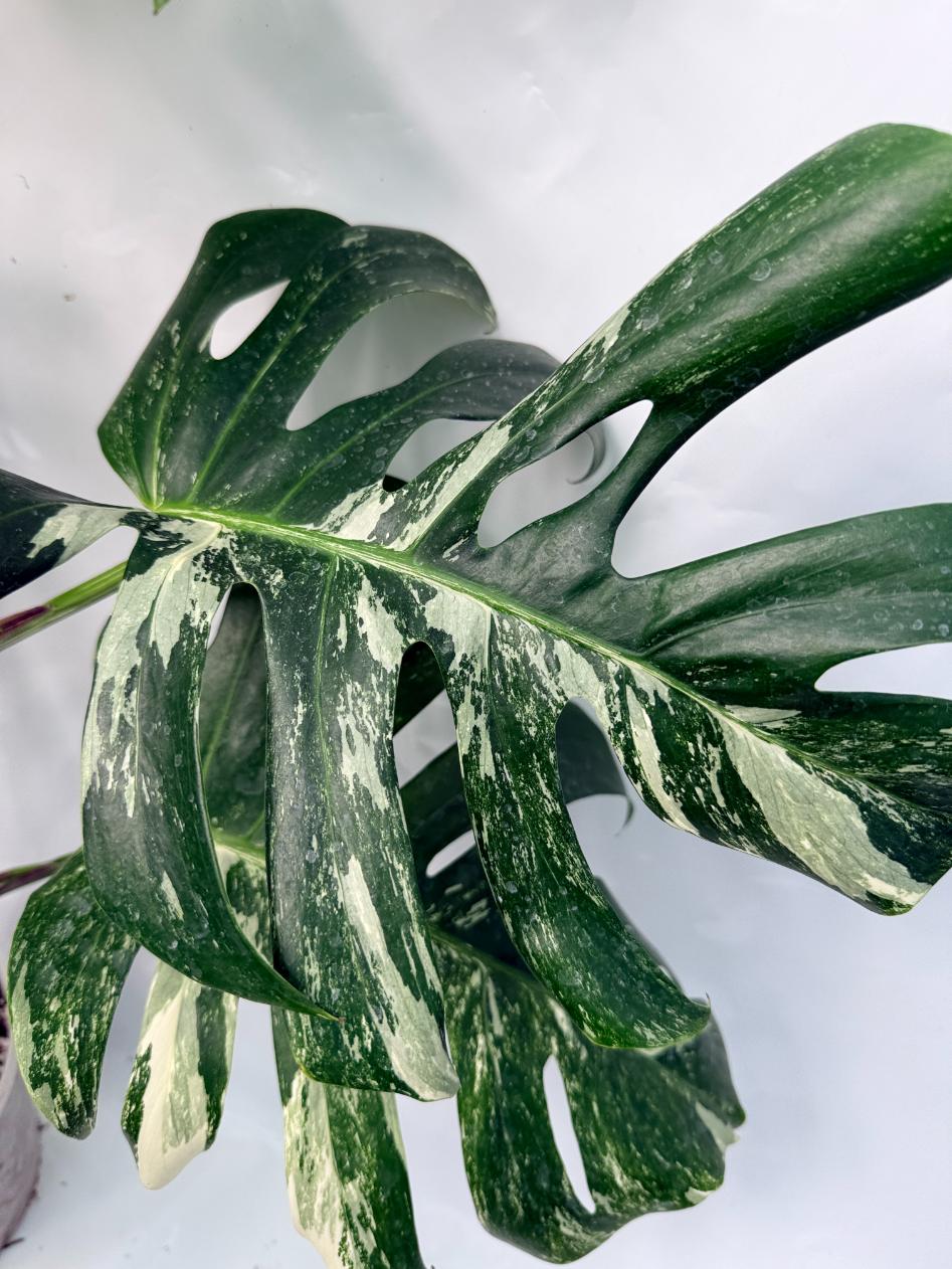 monstera deliciosa xxl philodendron 150cm Monstera Deliciosa Albo variegata XXL with FRUIT