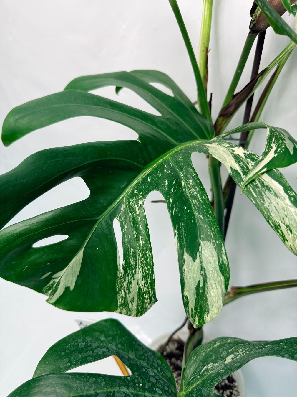 6ft variagated monstera deliciosa Monstera Deliciosa Albo variegata XXL with FRUIT