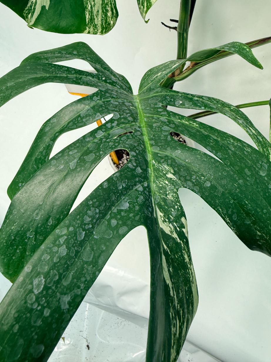 Monstera Deliciosa Albo variegata 