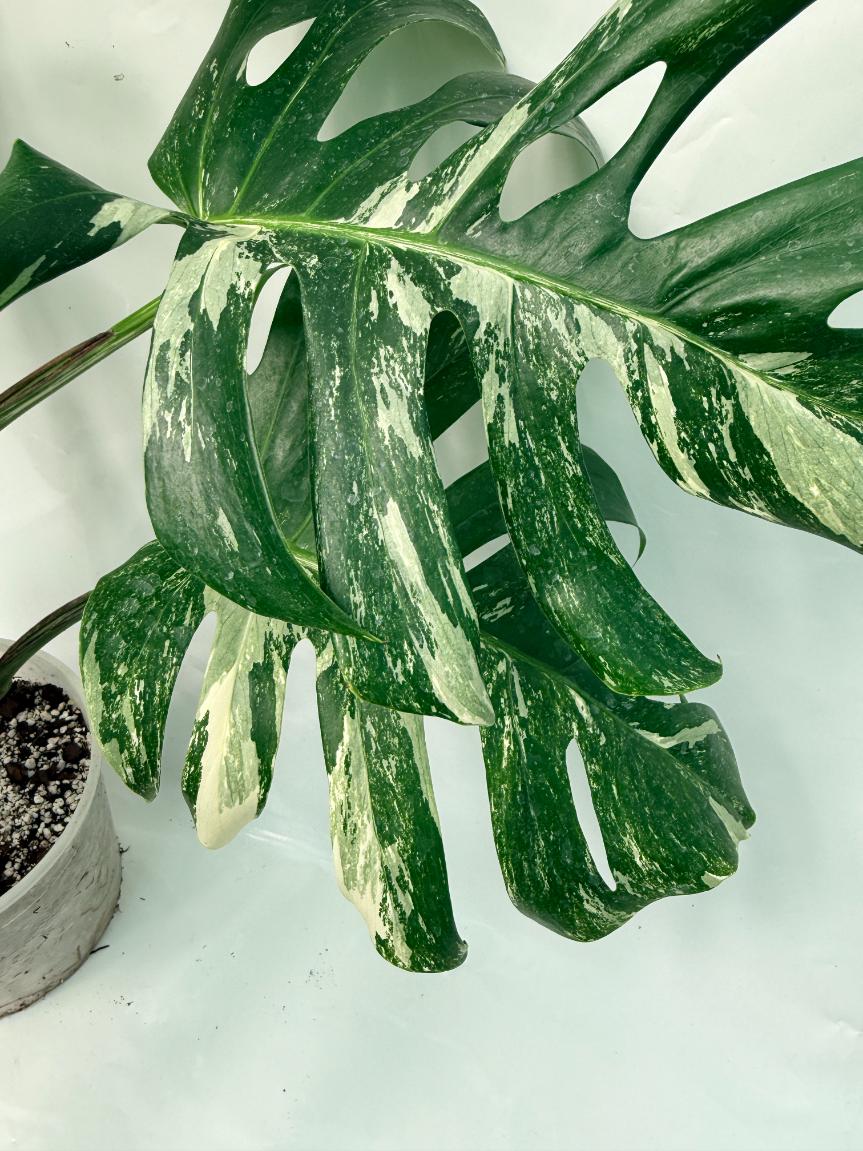 monstera deliciosa albo variegata nz Monstera Deliciosa Albo variegata XXL with FRUIT
