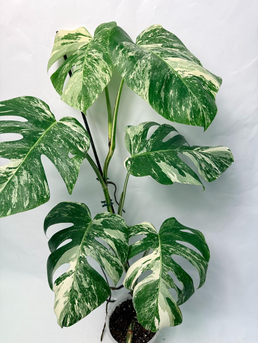 Monstera Deliciosa Albo variegata 