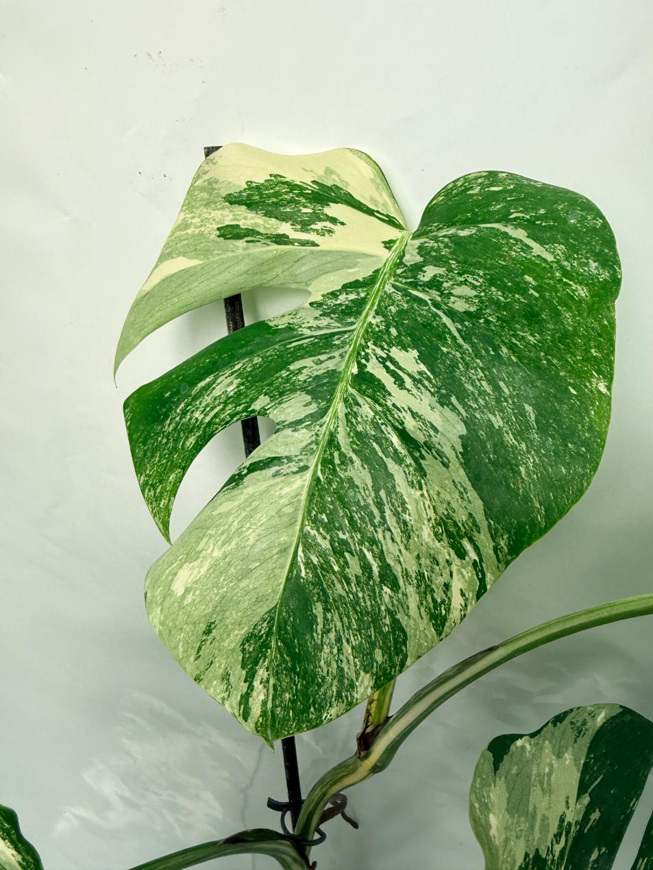 Monstera Deliciosa Albo variegata 