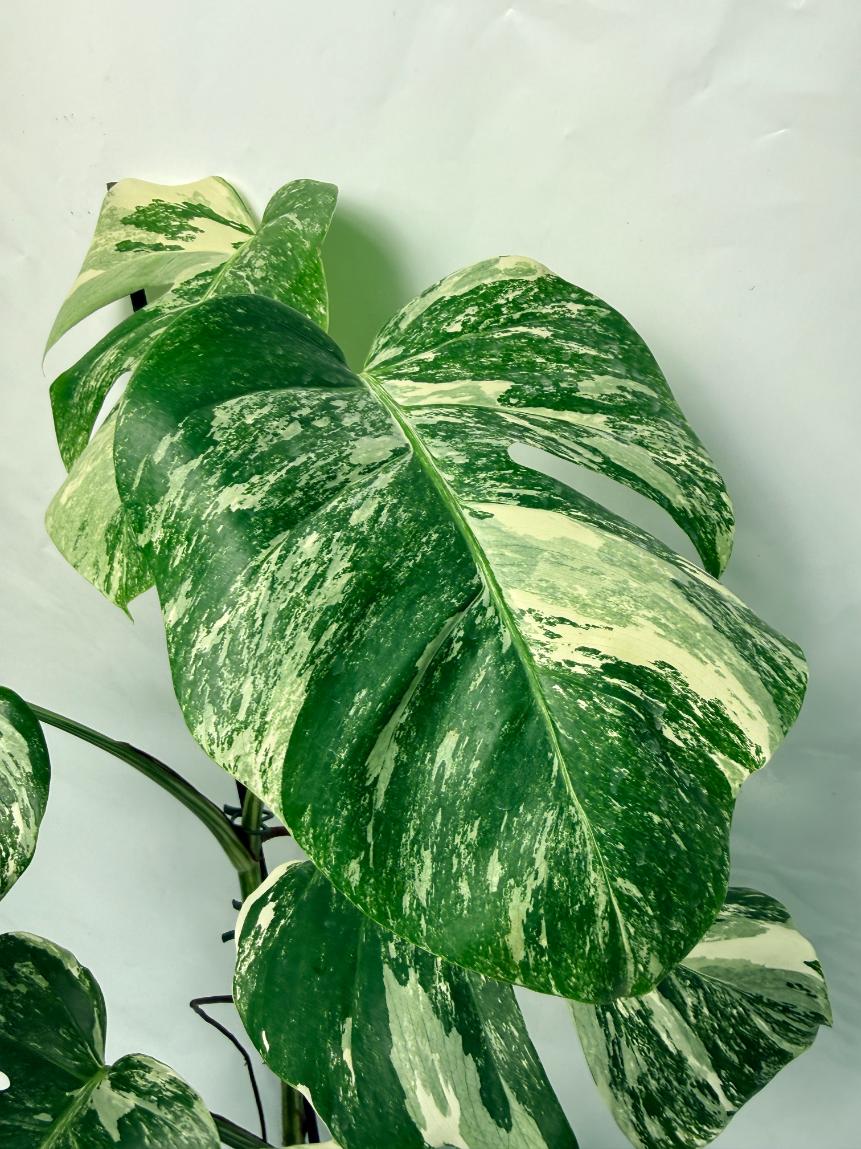 Monstera Deliciosa Albo variegata 