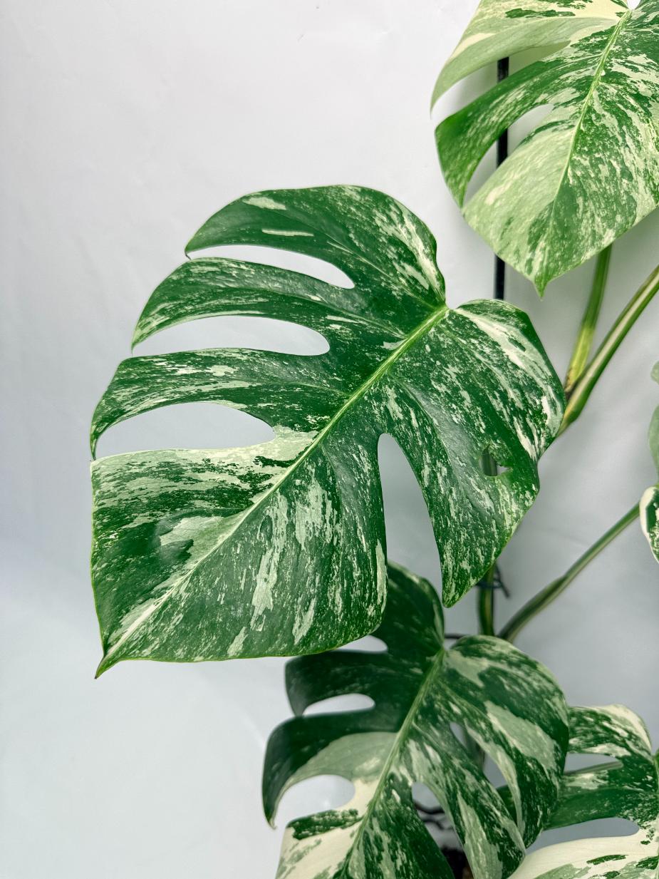 Monstera Deliciosa Albo variegata 