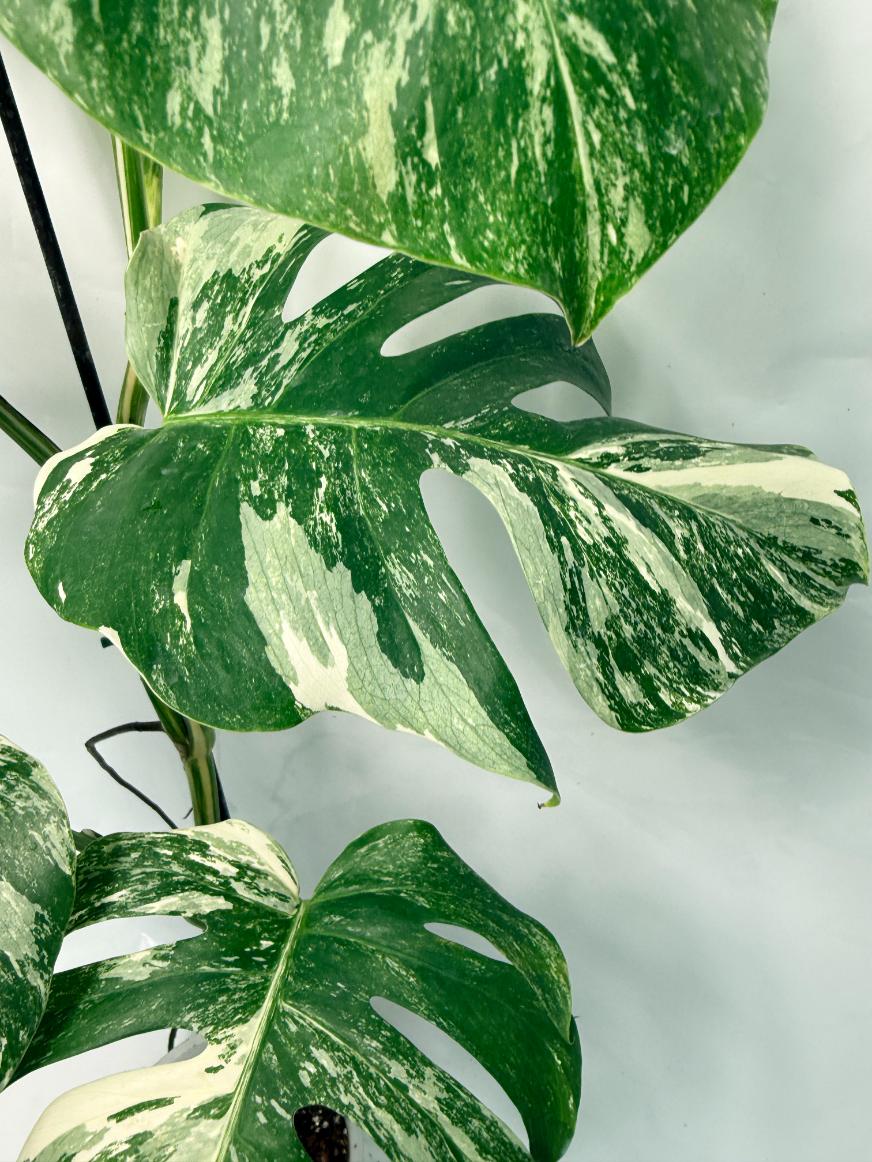 Monstera Deliciosa Albo variegata 