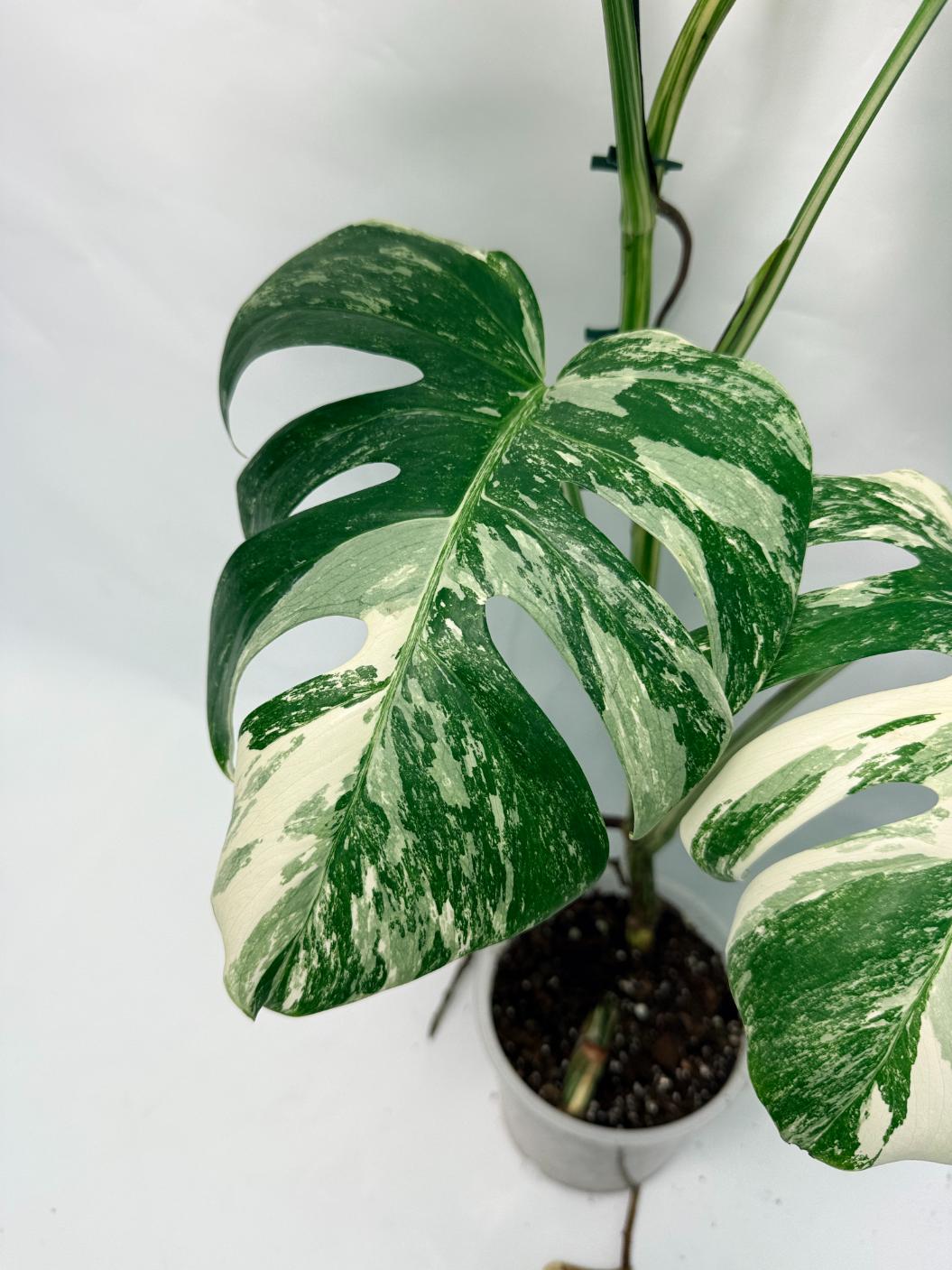 Monstera Deliciosa Albo variegata 