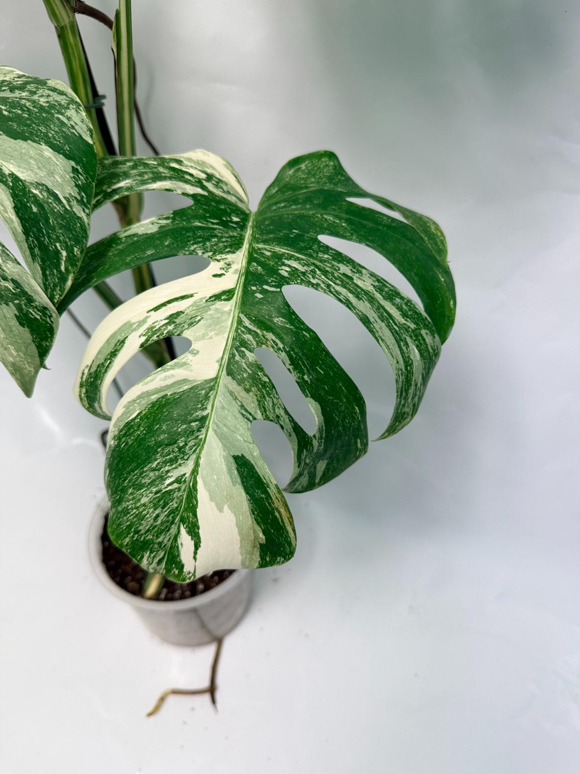 Monstera Deliciosa Albo variegata 