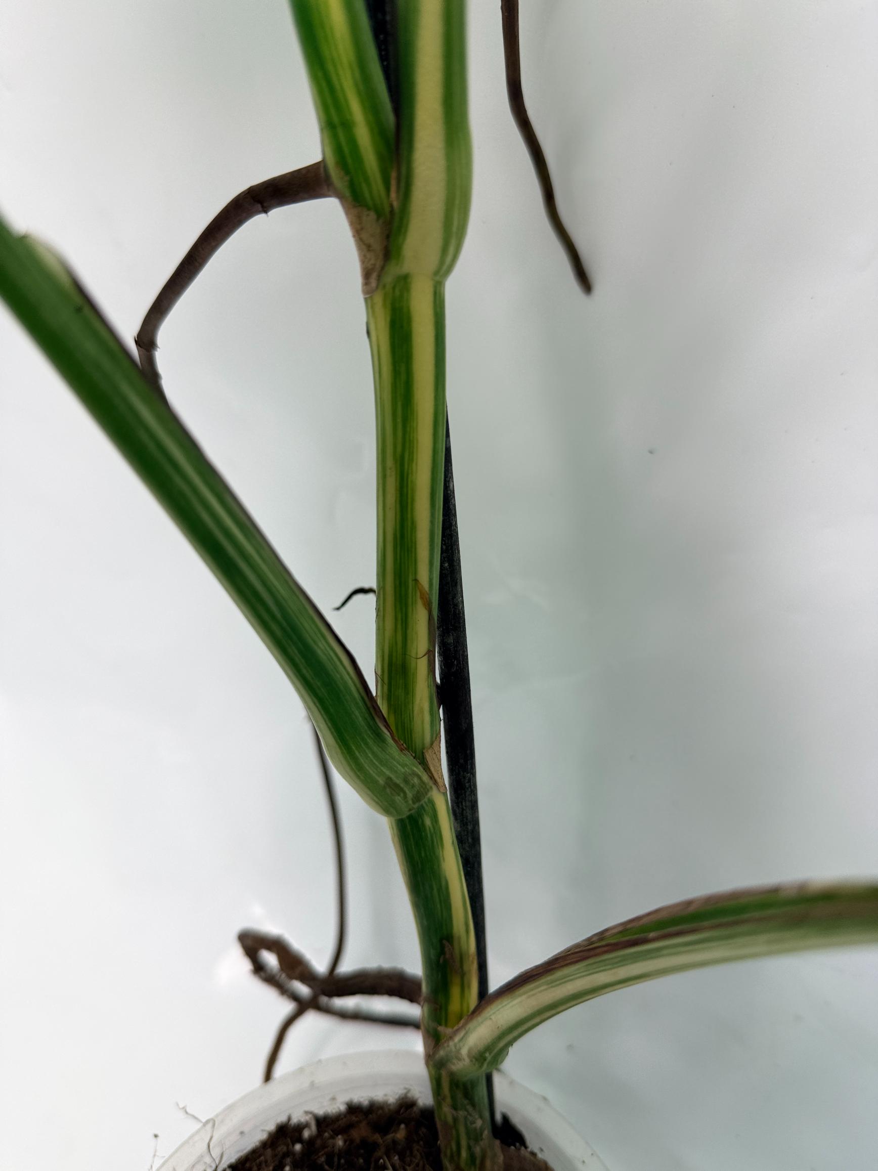 Monstera Deliciosa Albo variegata 