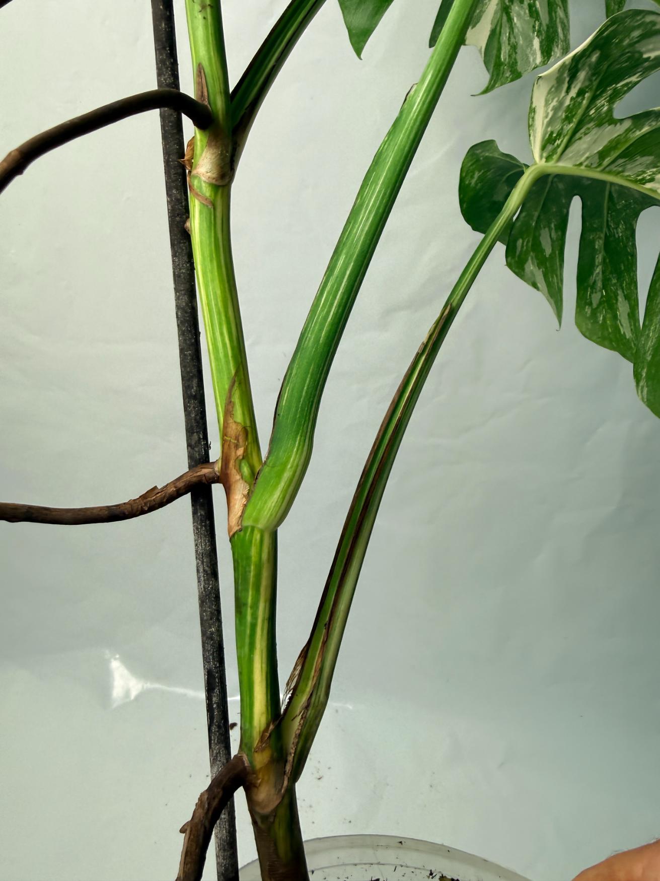 Monstera Deliciosa Albo variegata 