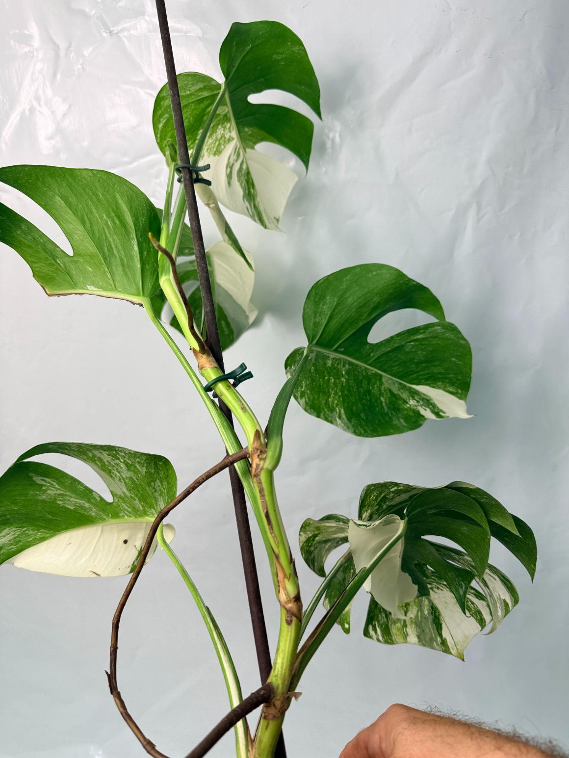 Monstera Deliciosa Albo variegata 