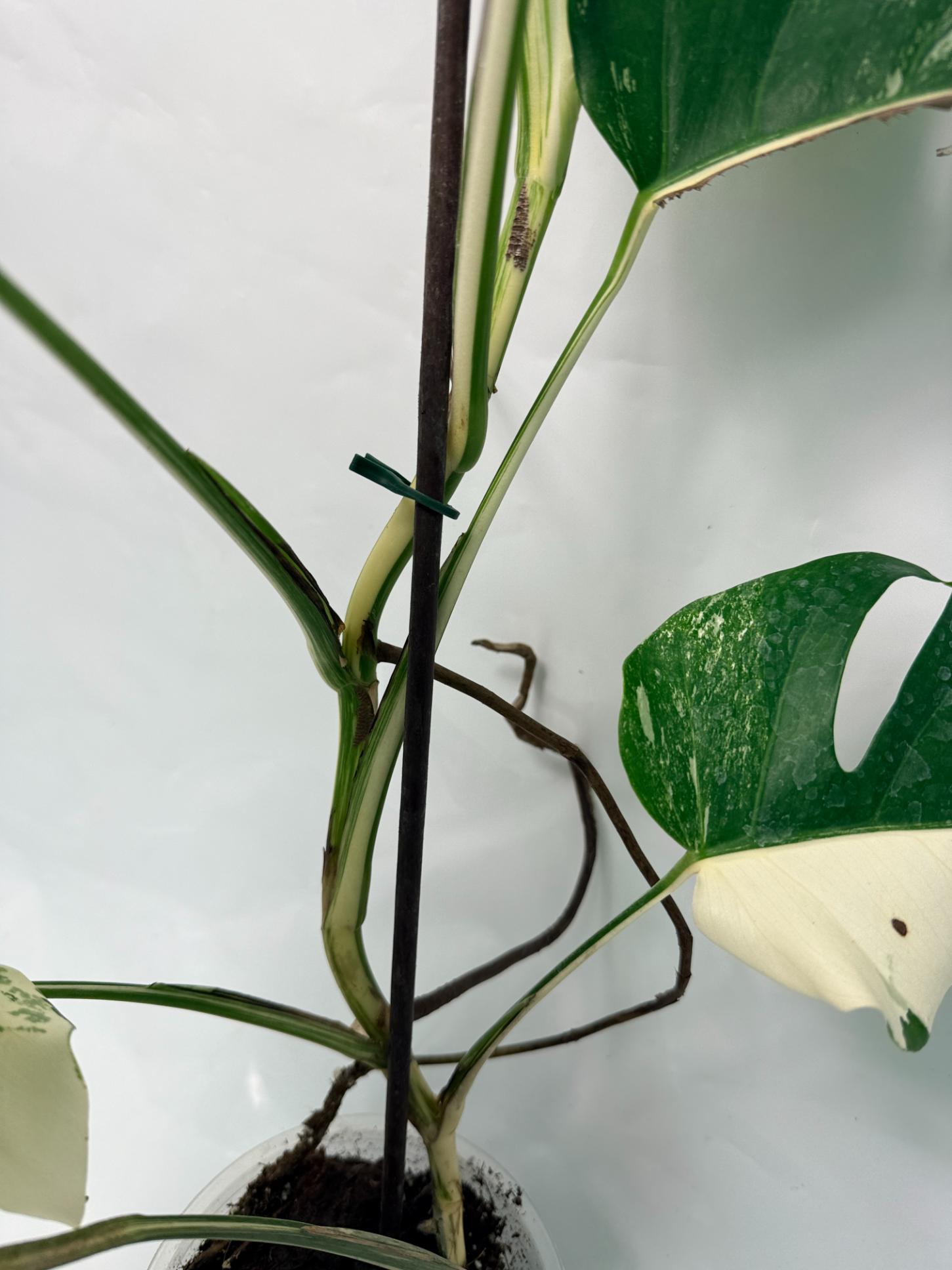 Monstera Deliciosa Albo variegata 