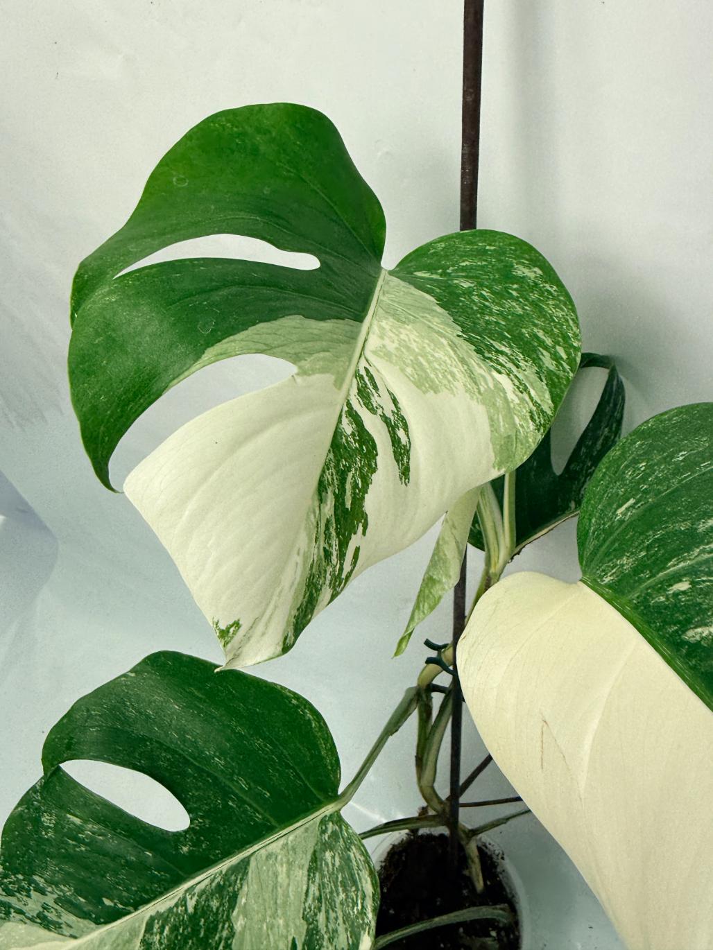 Monstera Deliciosa Albo variegata 