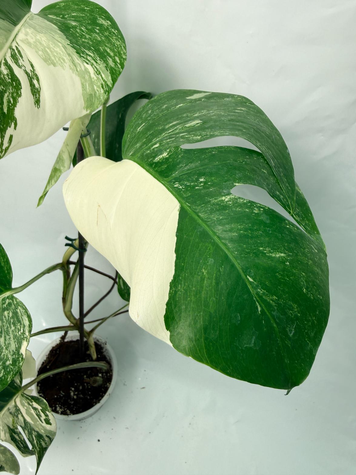 Monstera Deliciosa Albo variegata 