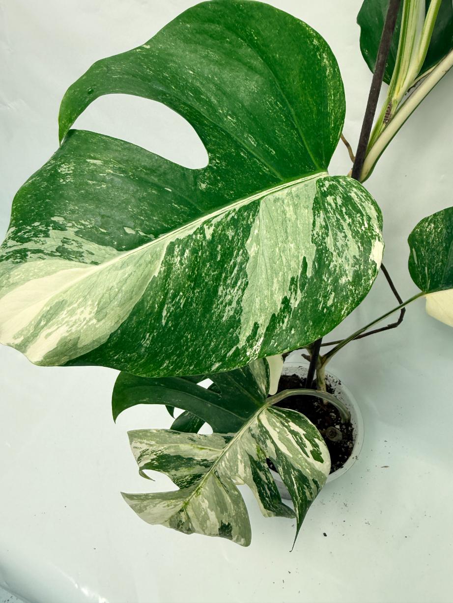 Monstera Deliciosa Albo variegata 