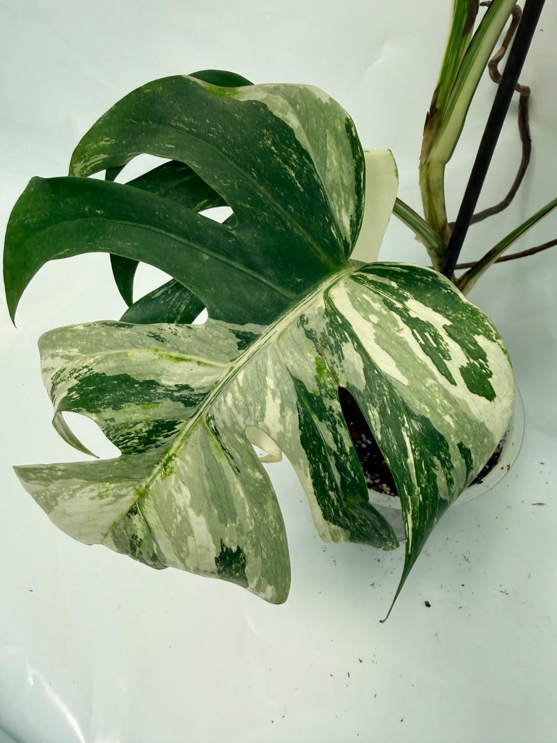 monstera deliciosa variegata vs albo Monstera Deliciosa Albo variegata Special variegation