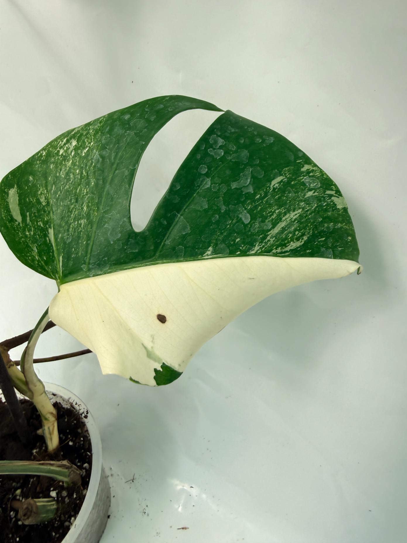 Monstera Deliciosa Albo variegata 