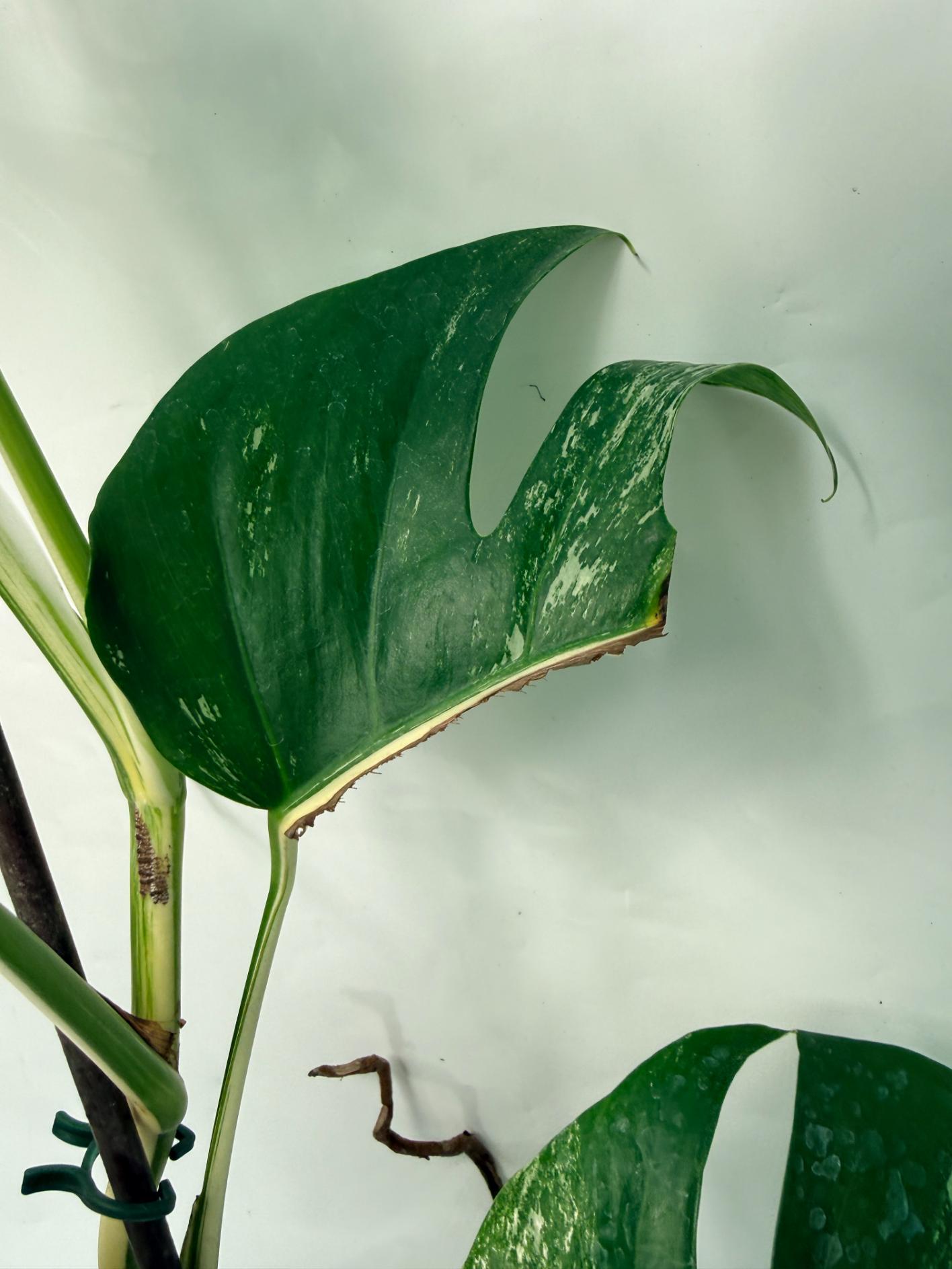 albo dark black monstera deliciosa Monstera Deliciosa Albo variegata Special variegation