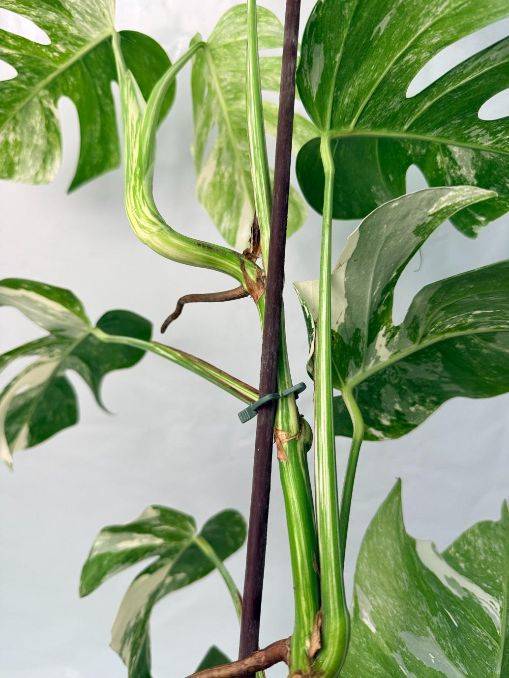 Monstera Deliciosa Albo variegata XXL 