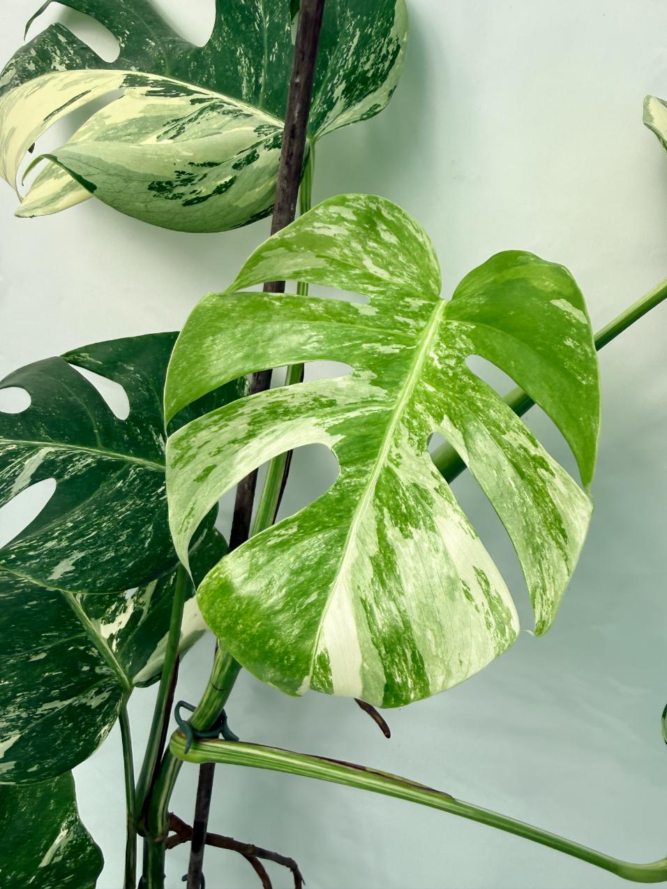 Monstera Deliciosa Albo variegata XXL 