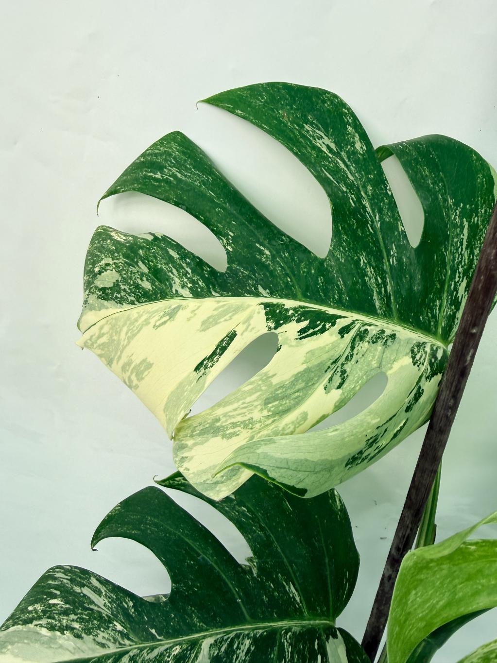 Monstera Deliciosa Albo variegata XXL 