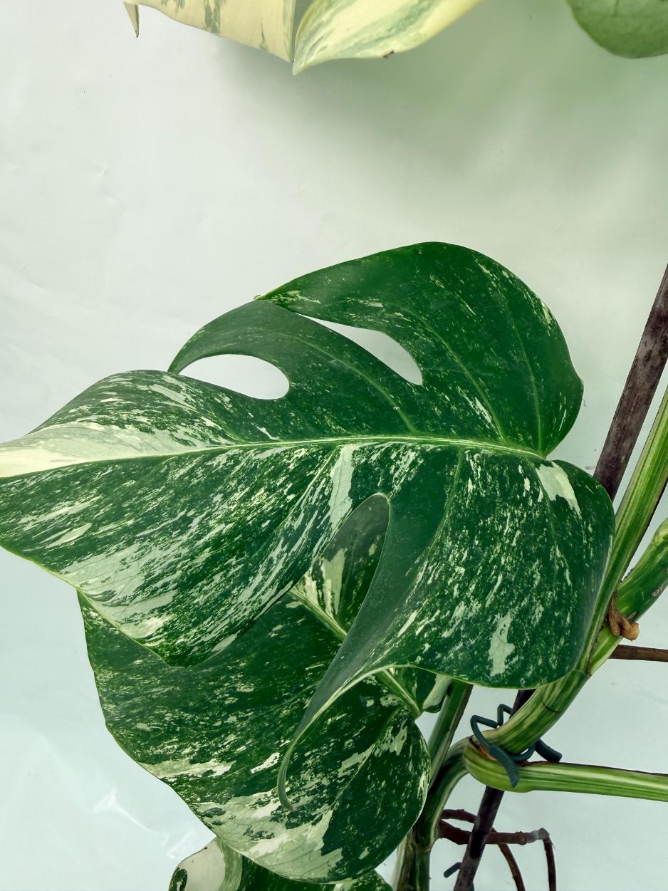 Monstera Deliciosa Albo variegata XXL 