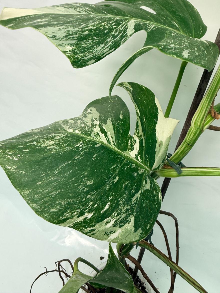 Monstera Deliciosa Albo variegata XXL 