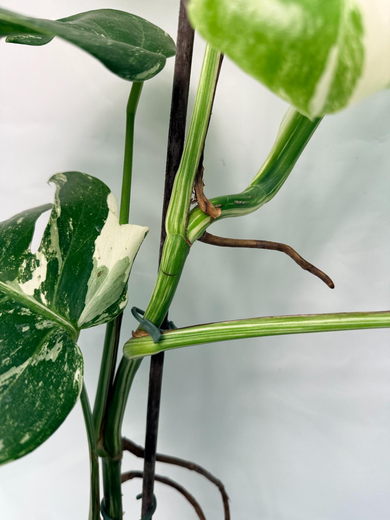 Monstera Deliciosa Albo variegata XXL 