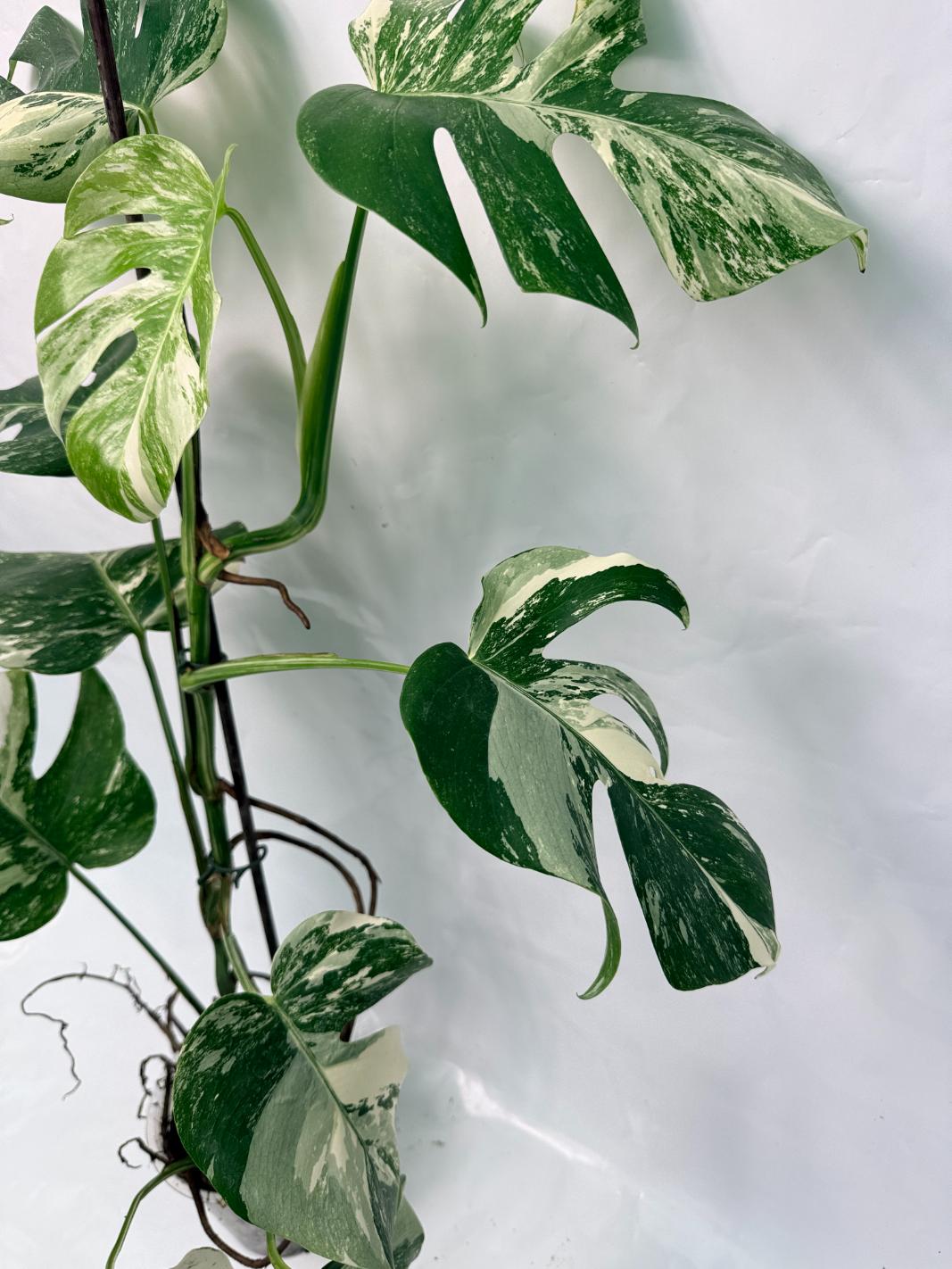 Monstera Deliciosa Albo variegata XXL 