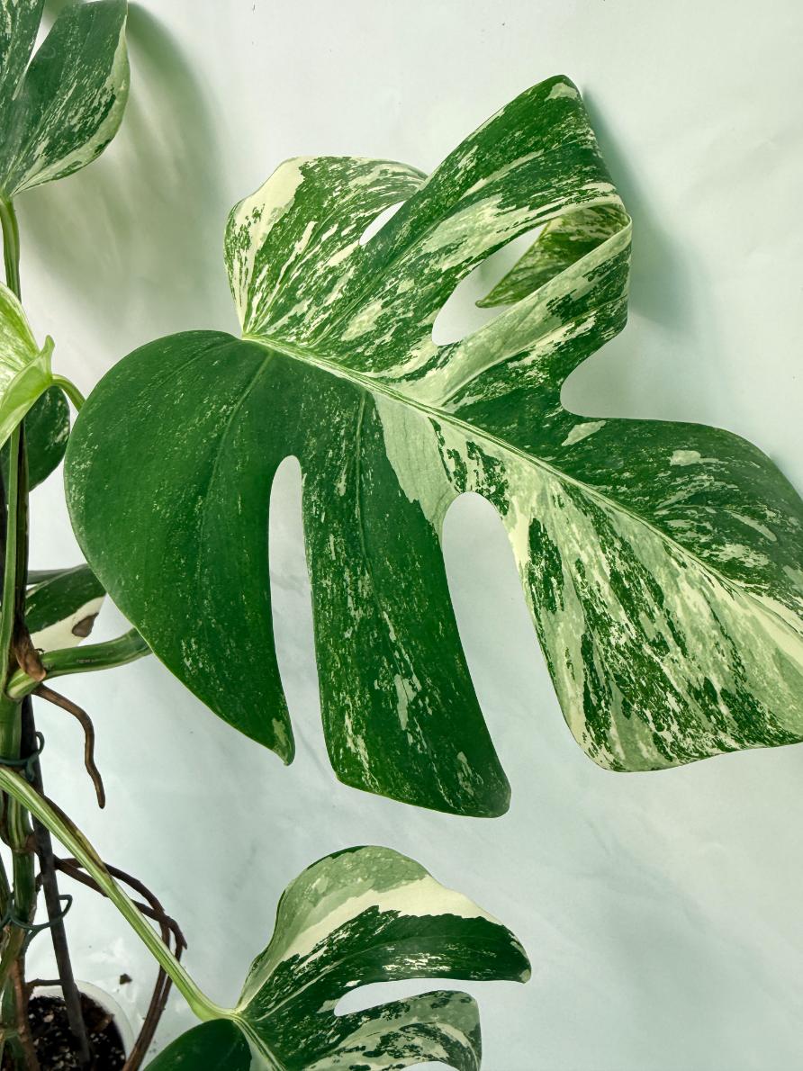 Monstera Deliciosa Albo variegata XXL 