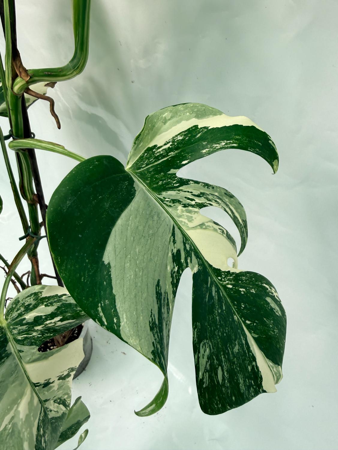 Monstera Deliciosa Albo variegata XXL 