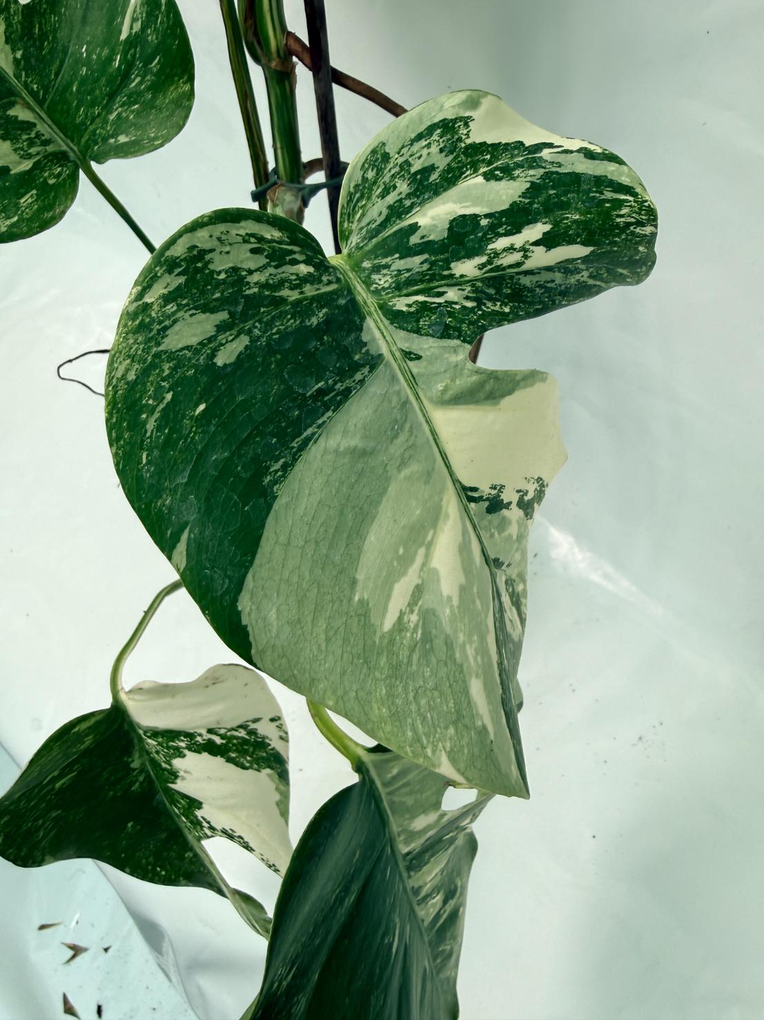 Monstera Deliciosa Albo variegata XXL 