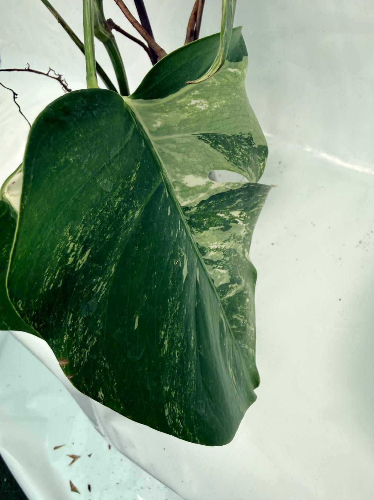 Monstera Deliciosa Albo variegata XXL 